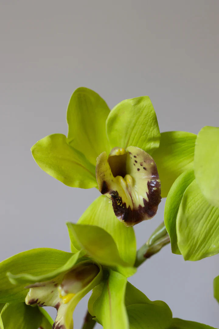 Künstliche naturgetreue Cymbidium-Orchidee, Grün